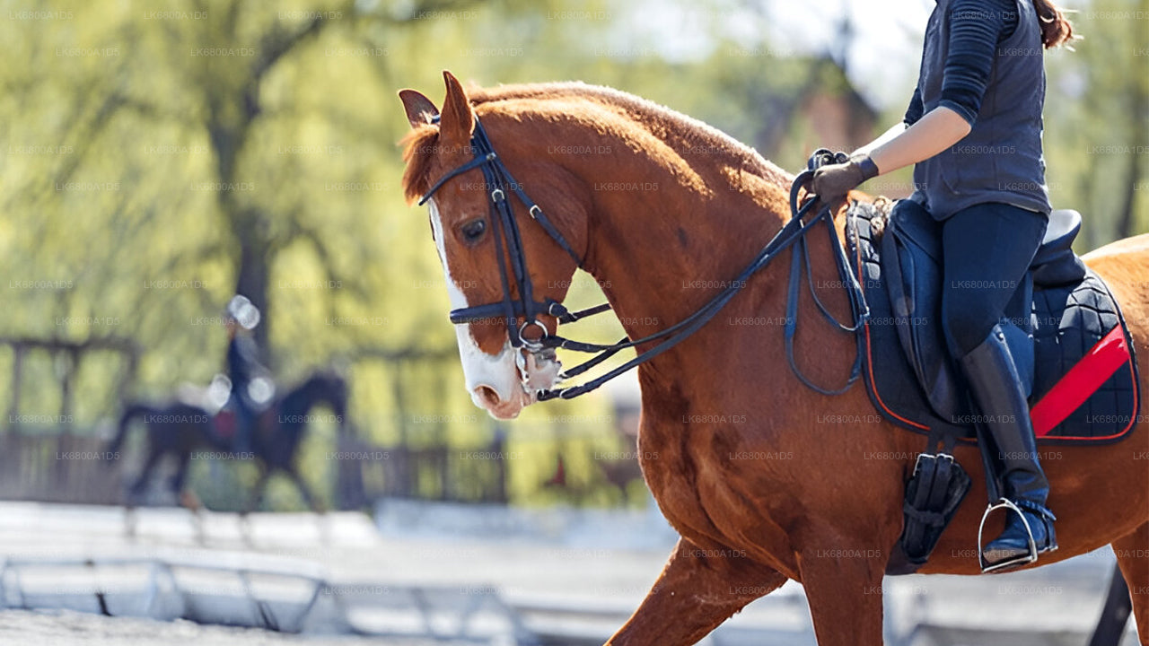Ridning fra Dambulla