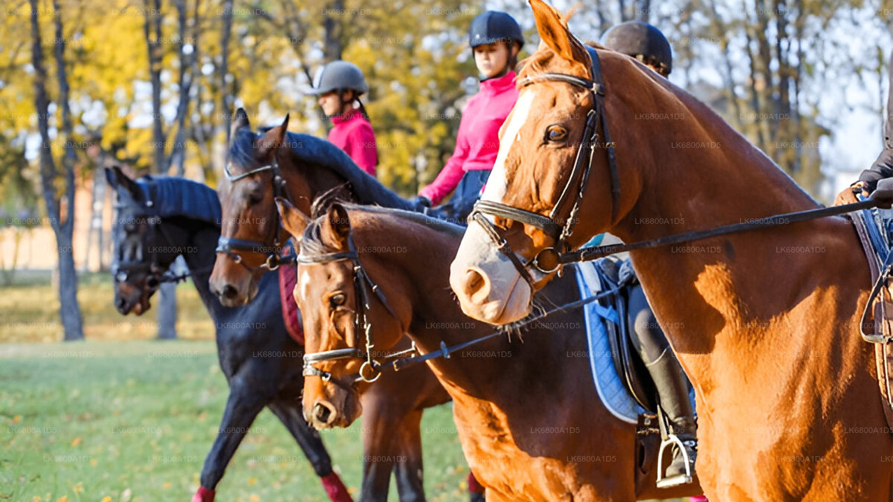 Ridning fra Dambulla