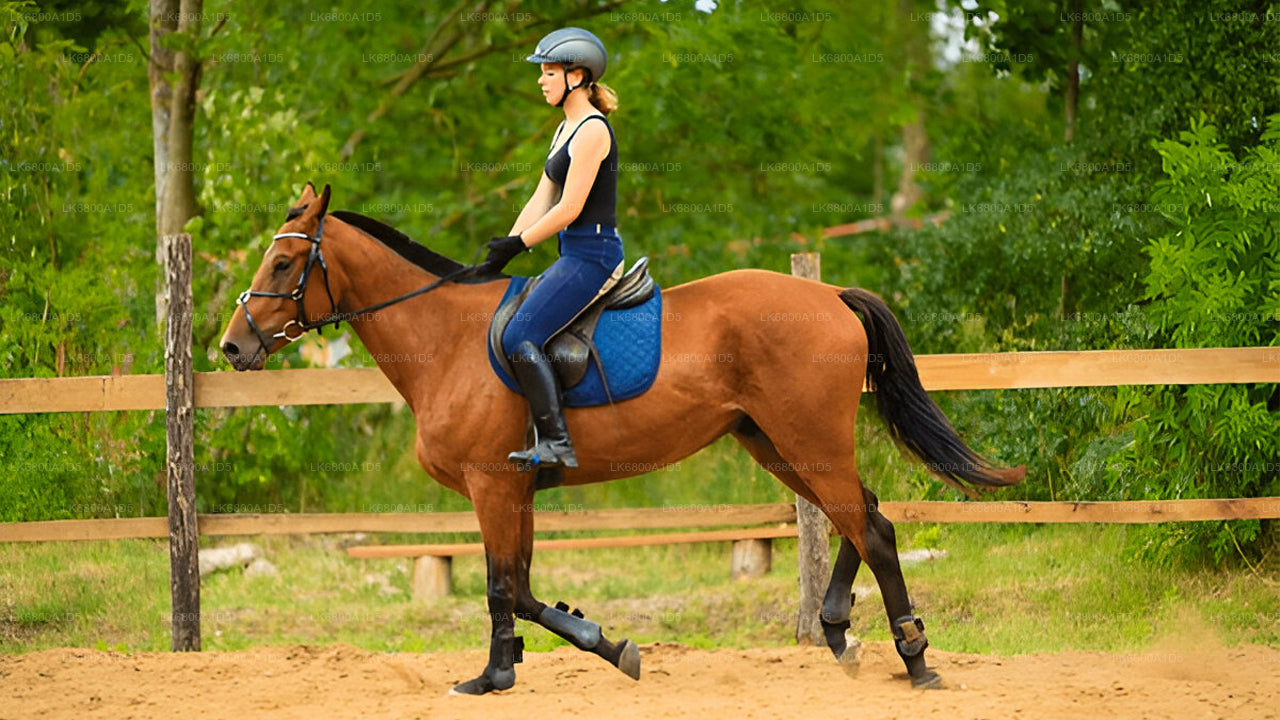 Ridning fra Dambulla