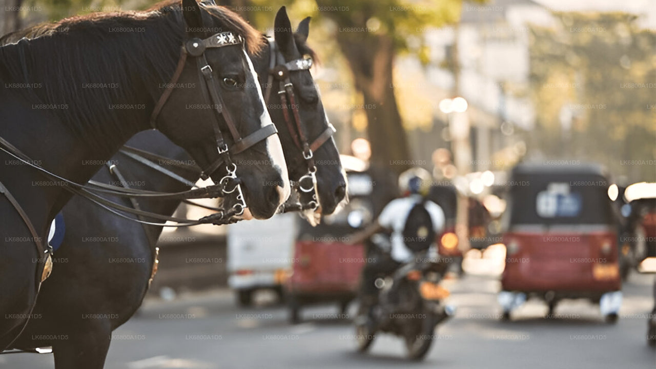 Two horses on a city street with blurred background