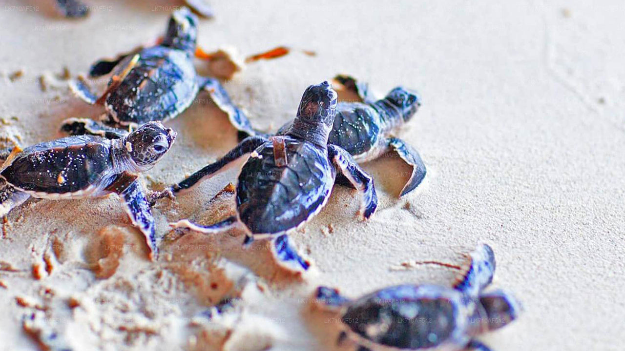 Bentota City Tour og Galle fra Beruwala