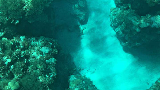 Tur med glasbundsbåd fra Hikkaduwa