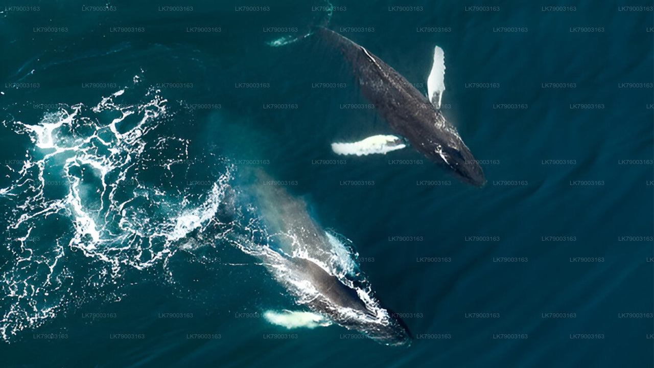 7 timers privat hvalsafari-krydstogt fra Mirissa