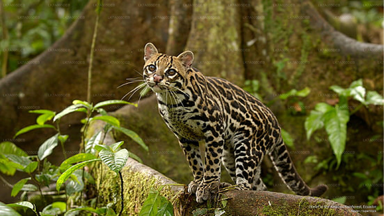 Lahugala Kitulana National Park Entrance Ticket