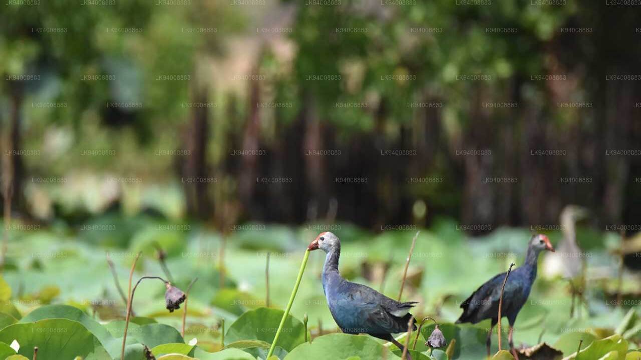 Bundala Nationalpark Privat Safari med Naturforsker