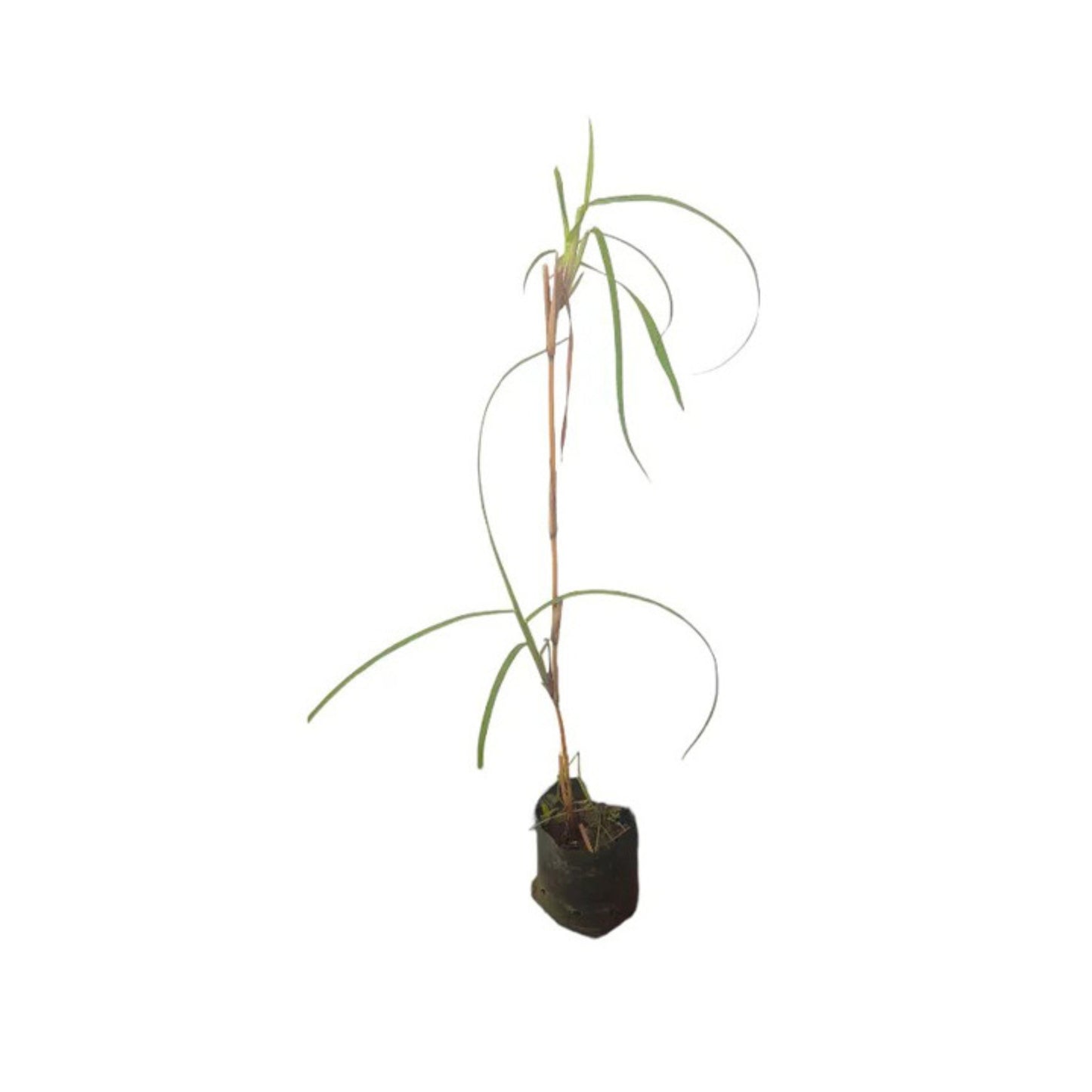 Lakpura® Ithana-planten