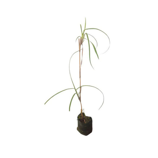 Lakpura® Ithana-planten