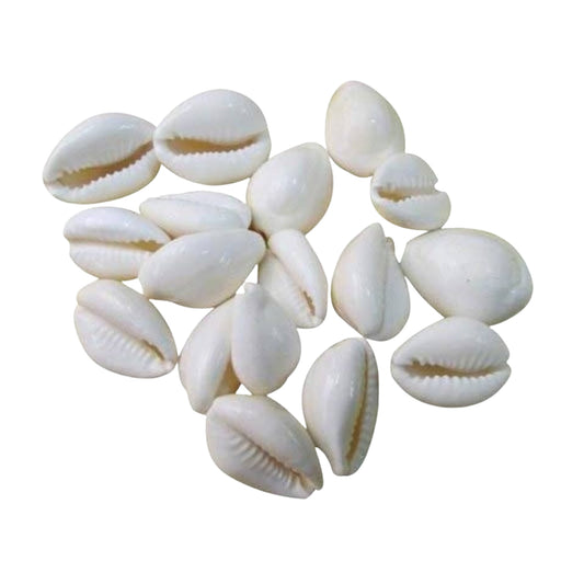 Lakpura® Sea Cowrie Shells