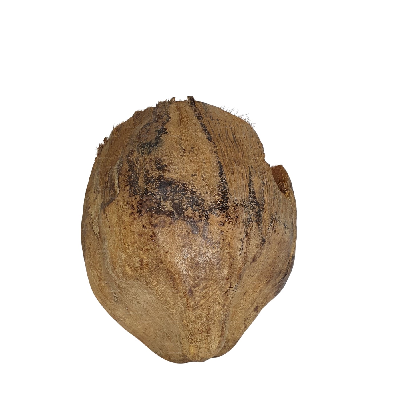 Bivenro Natural 3/4 Kakao-skjulested med skal-design (fri størrelse)