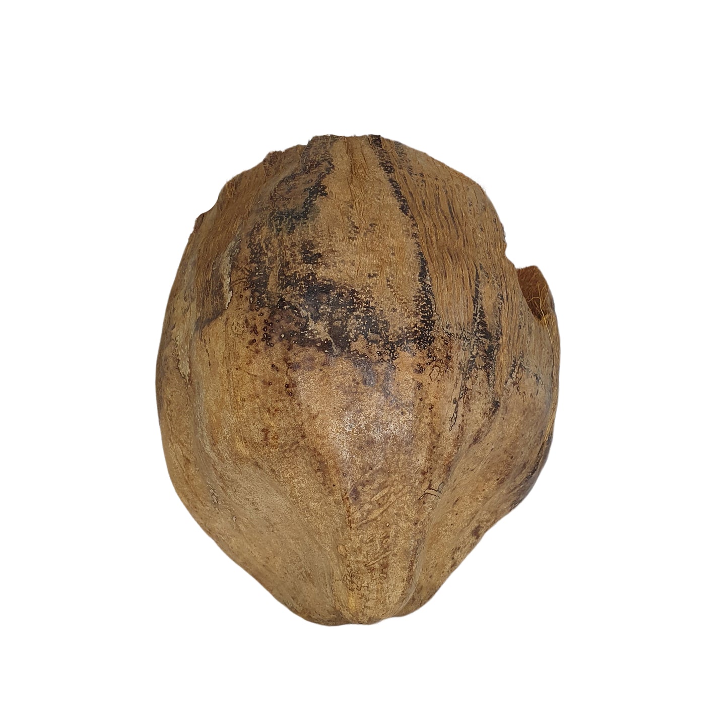 Bivenro Natural 3/4 Kakao-skjulested med skal-design (fri størrelse)