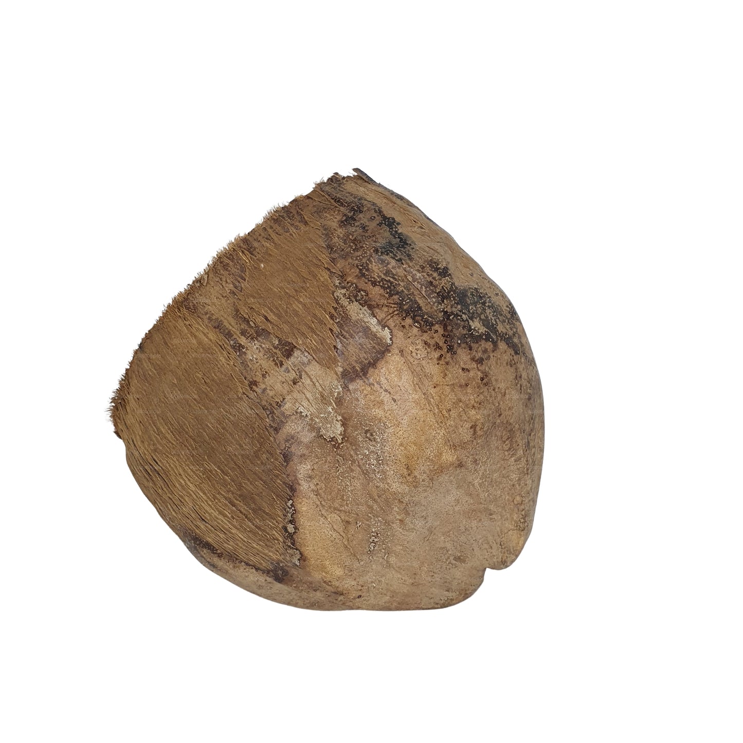 Bivenro Natural 3/4 Kakao-skjulested med skal-design (fri størrelse)