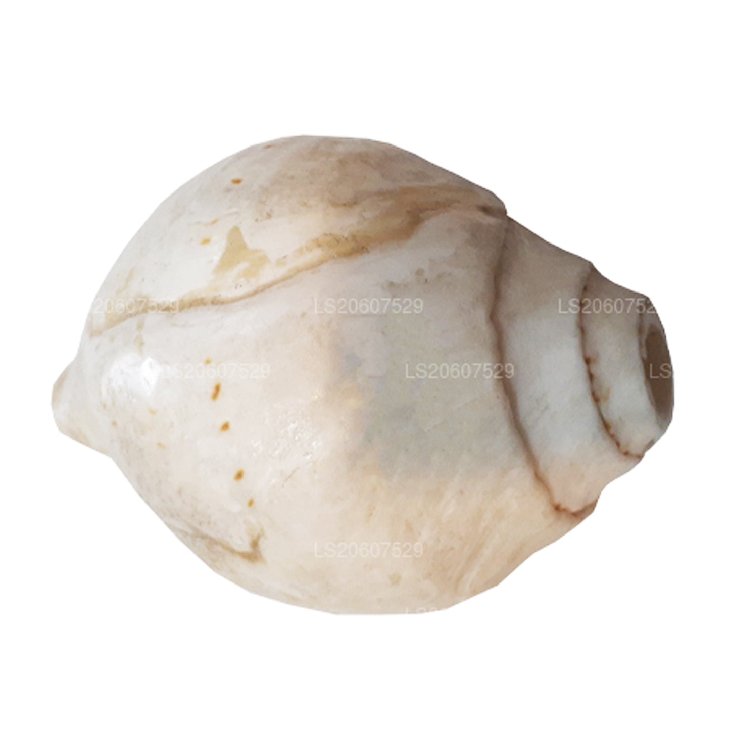 Lakpura Sri Lankas Hakgediya