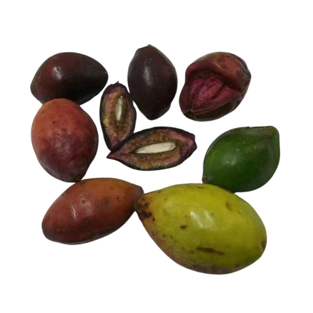 Lakpura® Terminalia Catappa Viable (Kottamba) frø