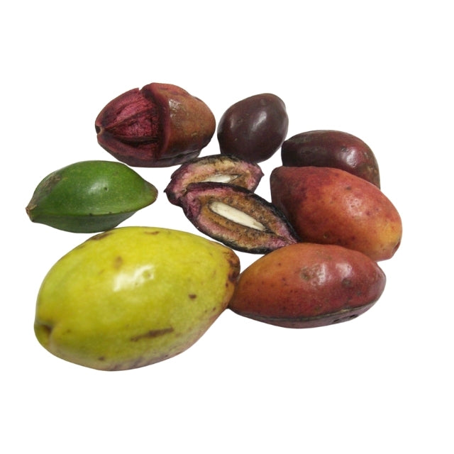 Lakpura® Terminalia Catappa Viable (Kottamba) frø
