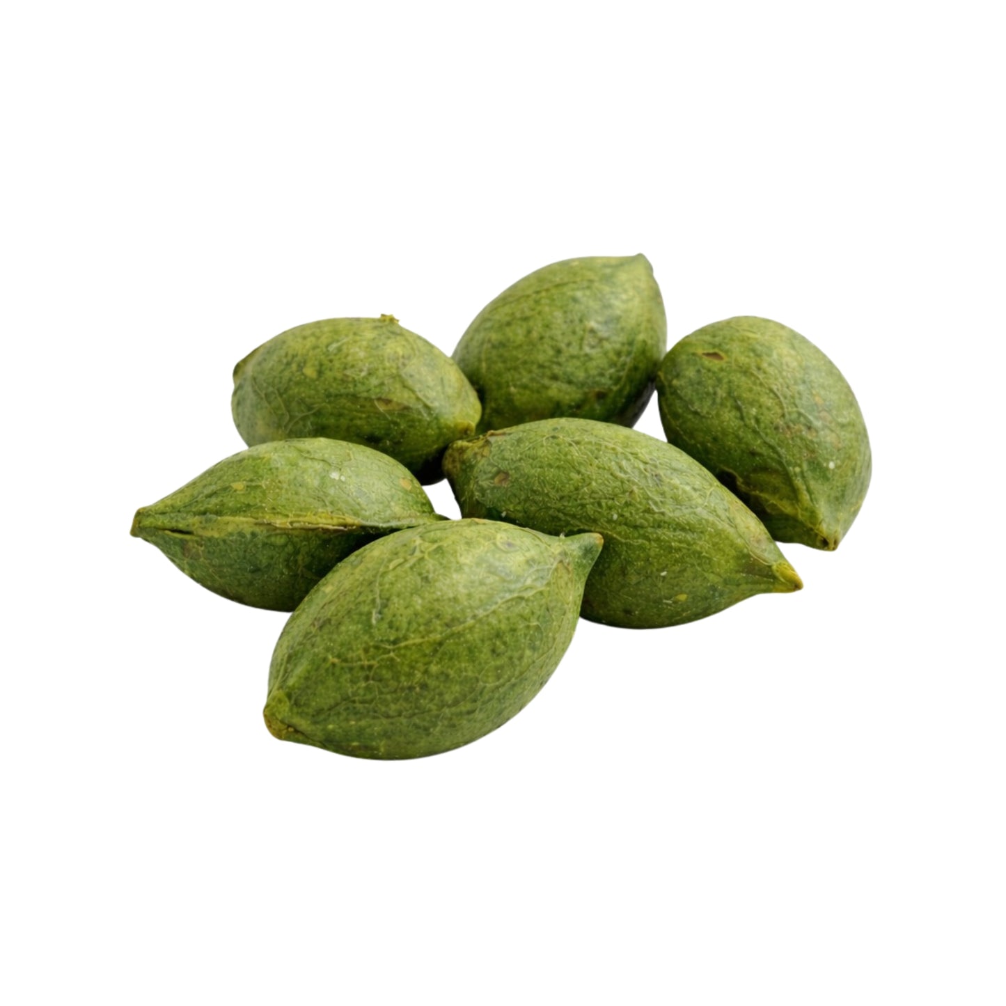 Lakpura® Terminalia Catappa (Kottamba) Hele Frø