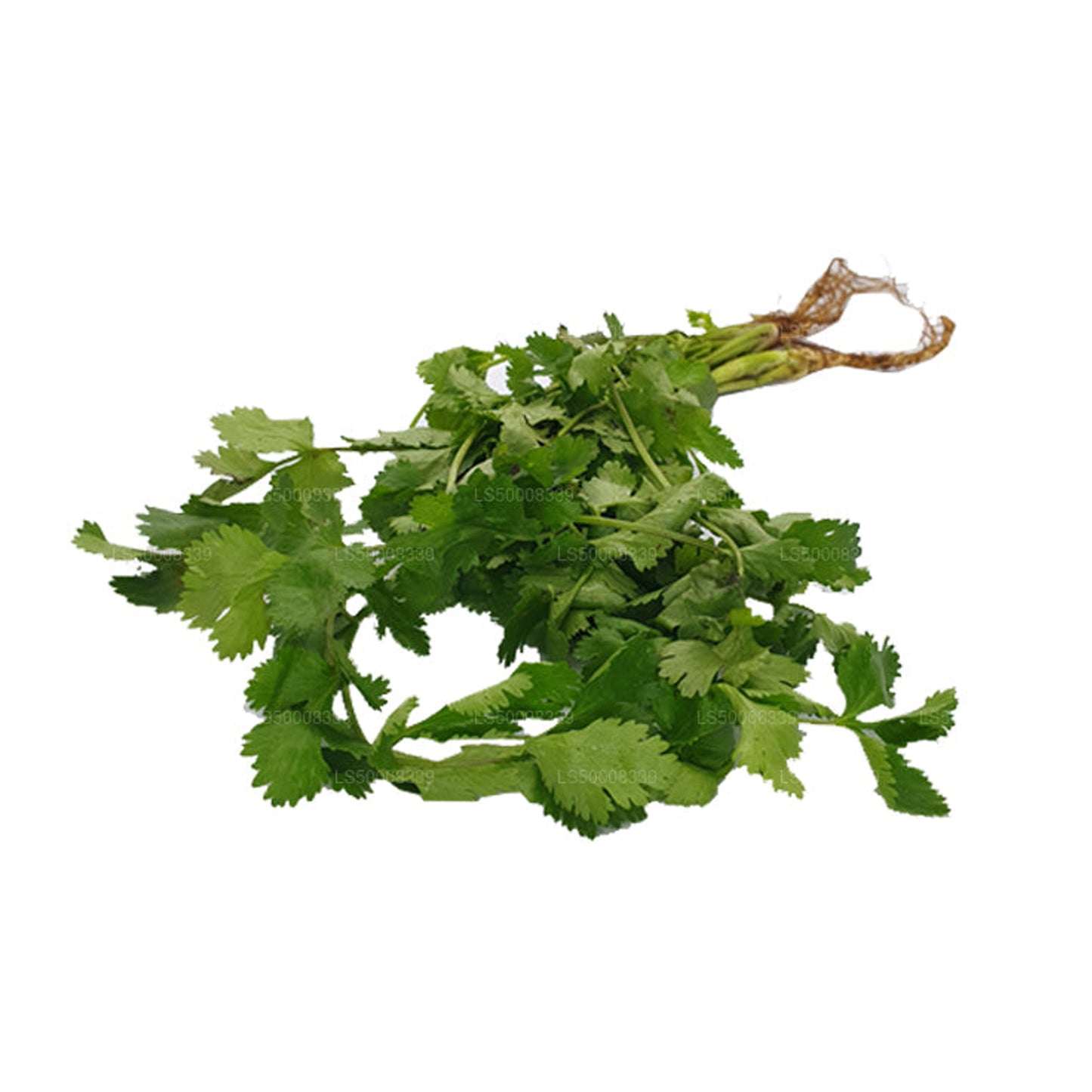 Lakpura® Coriander Leaves