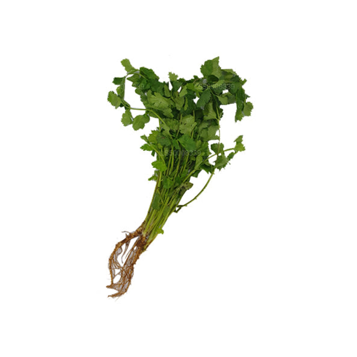 Lakpura® Coriander Leaves