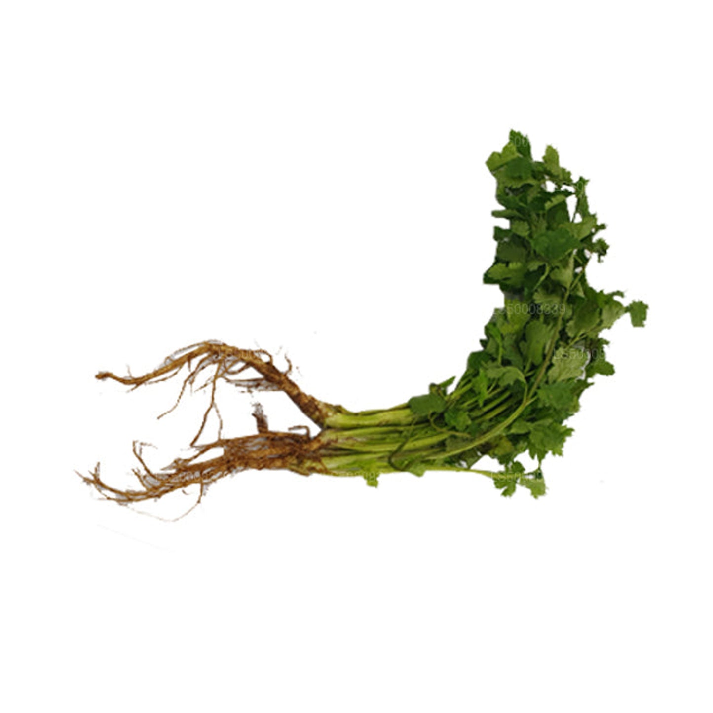 Lakpura® Coriander Leaves