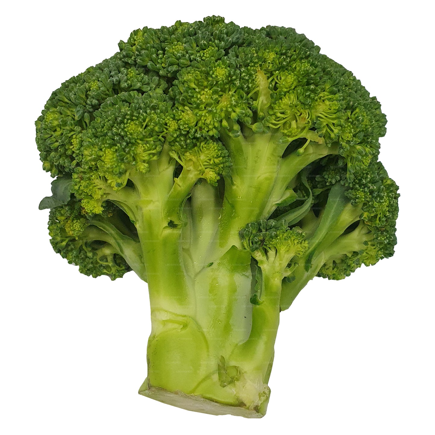 Lakpura® Broccoli