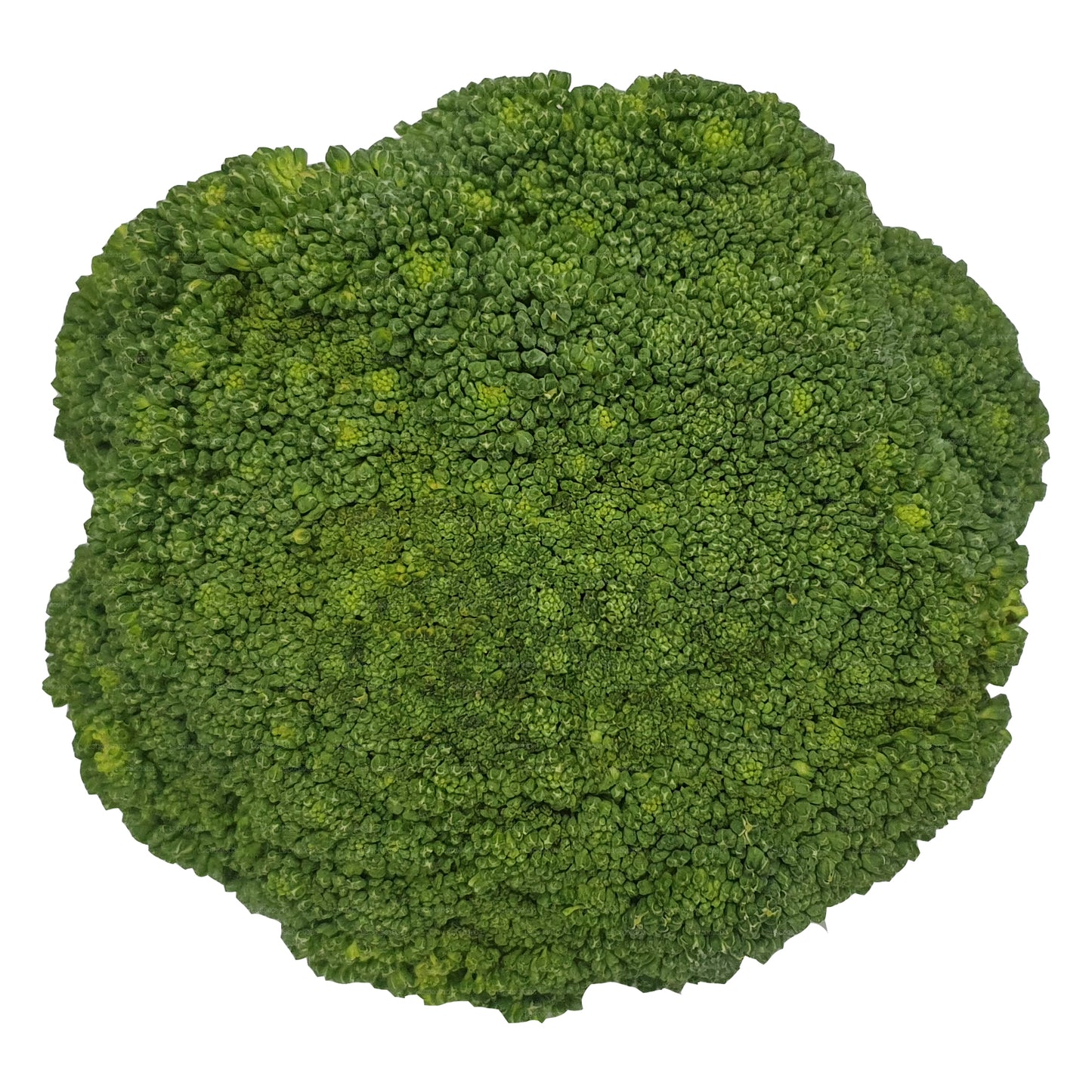 Lakpura® Broccoli