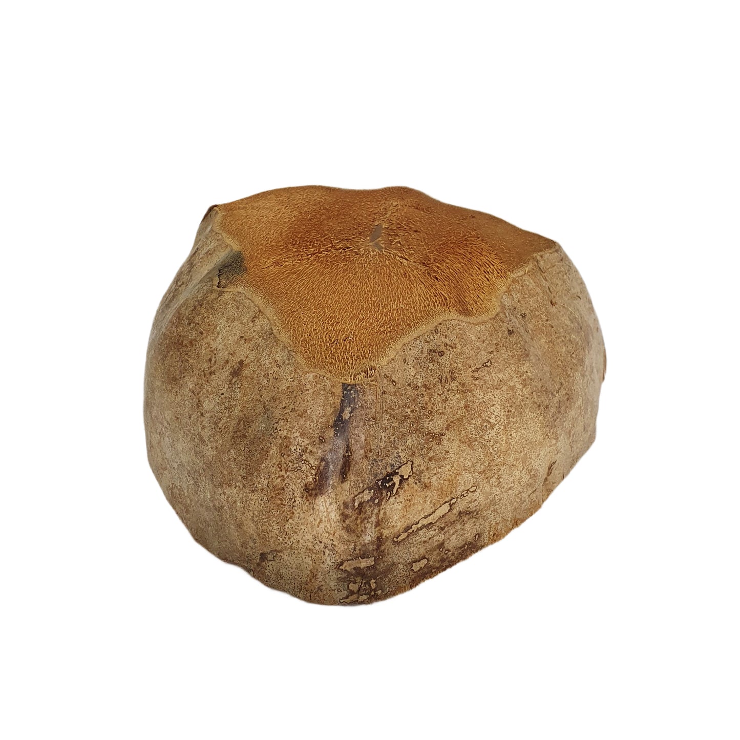 Bivenro Natural Coconut Plantepotte-design (fri størrelse)