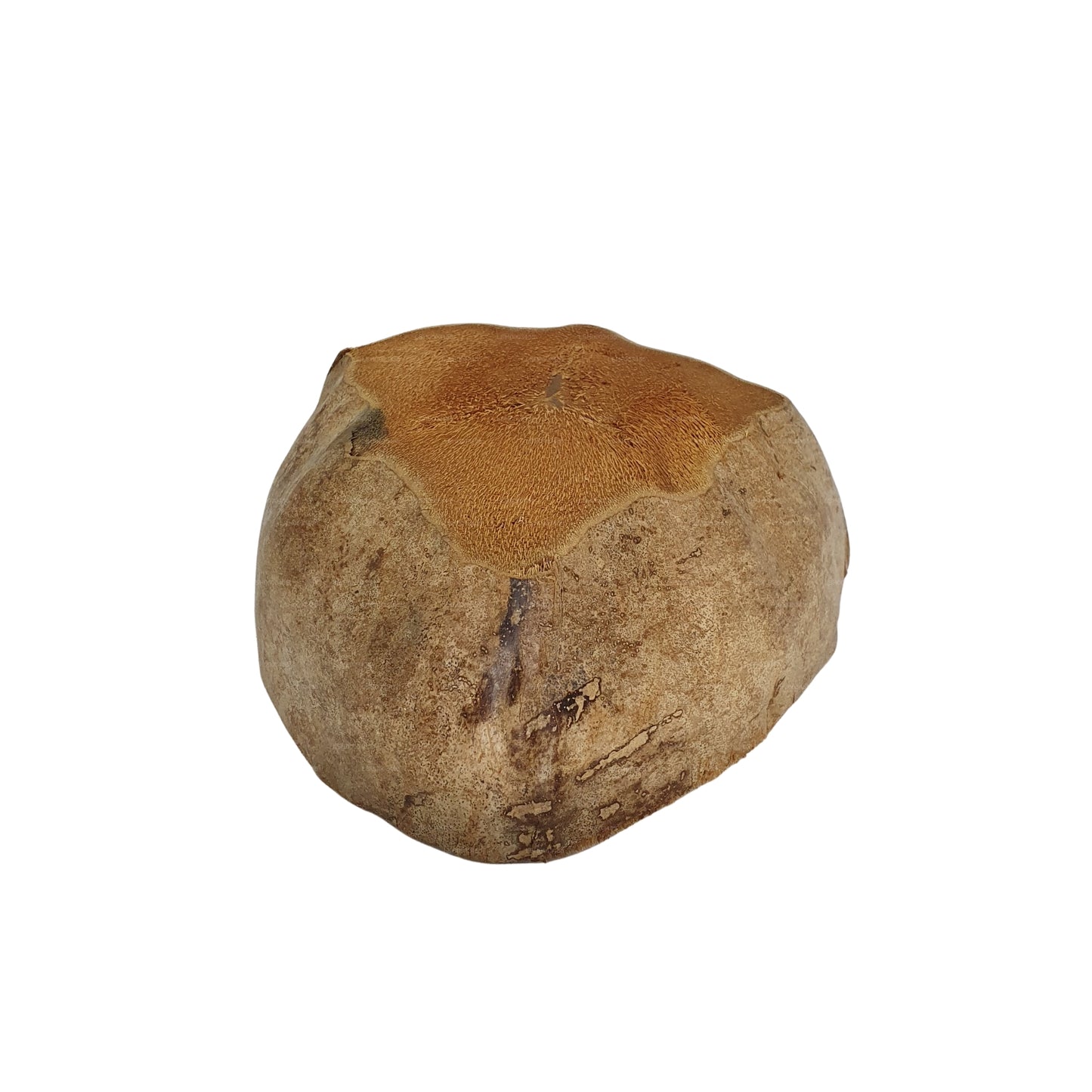 Bivenro Natural Coconut Plantepotte-design (fri størrelse)
