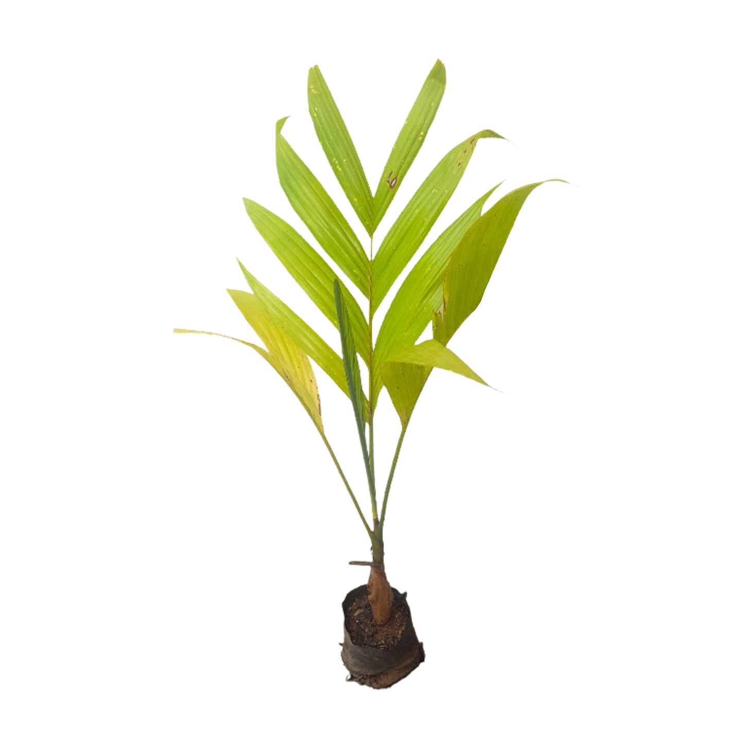 Lakpura® Areca nut Plant