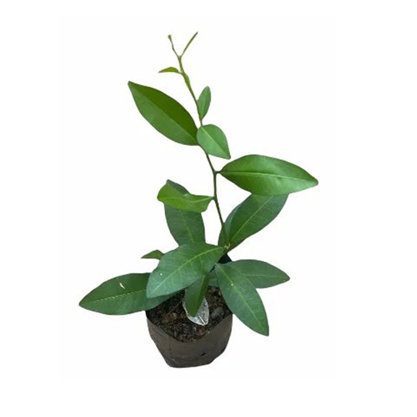 Yaki Naran () Lægeplanter