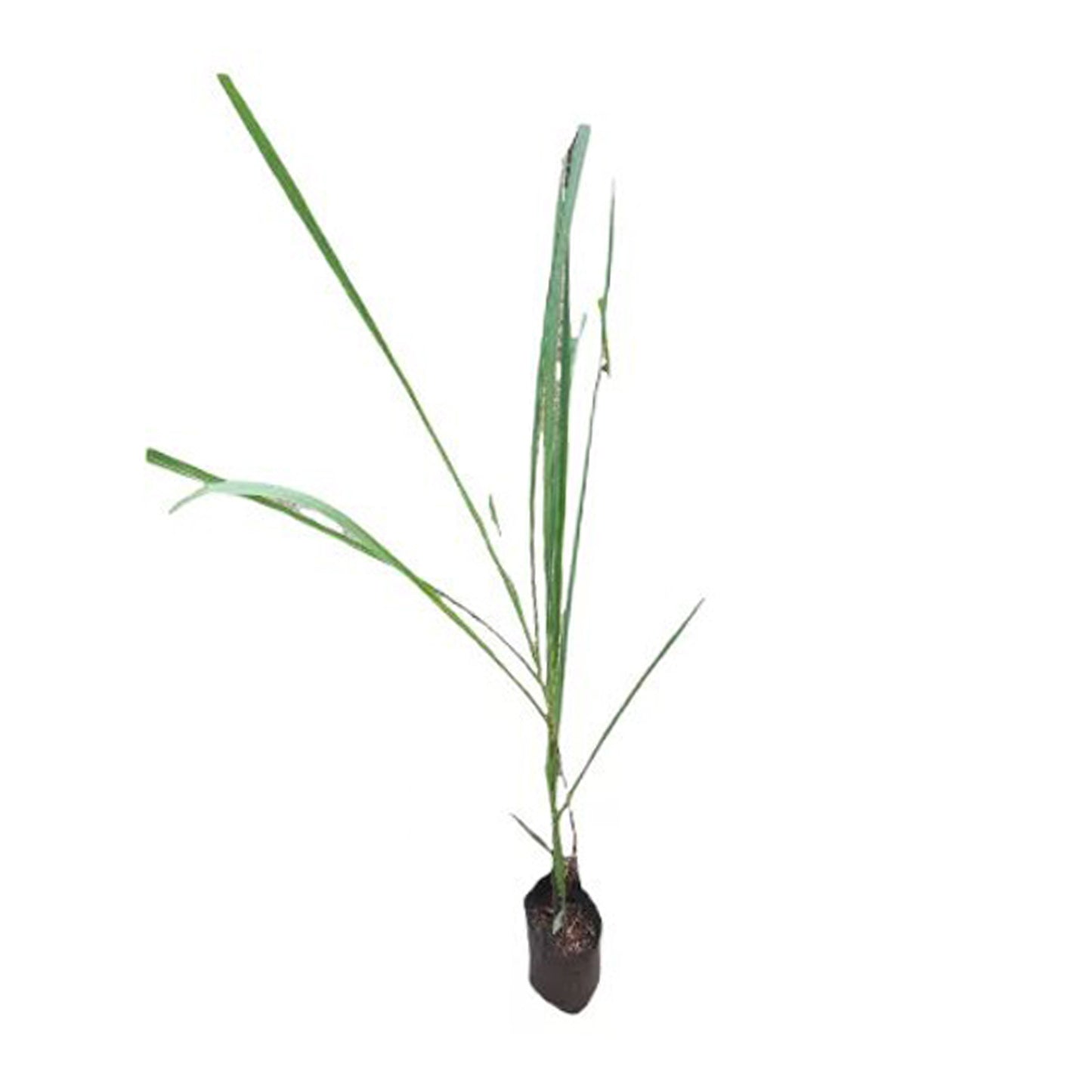 Lakpura® Sugarcane Plant