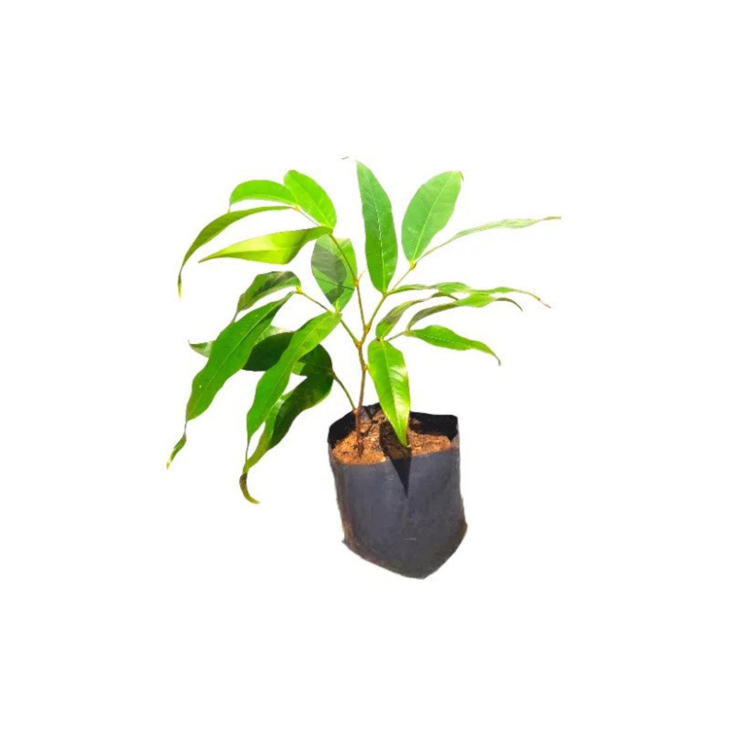 Lakpura® Ashoka Plant