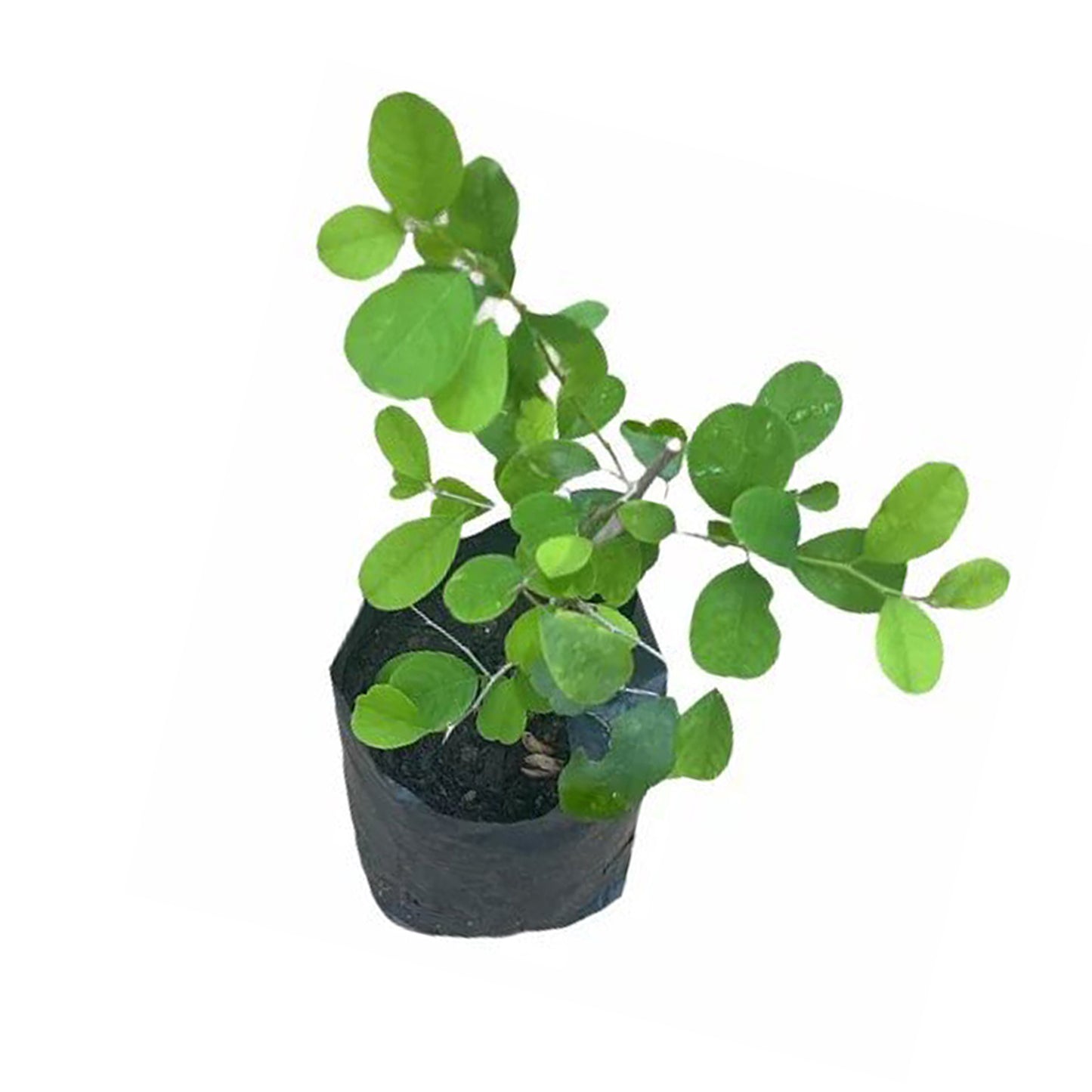 Katupila () Lægeplanter