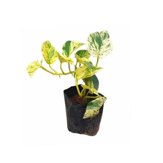Golden Pothos Money Plant Blomst og eksotisk plante