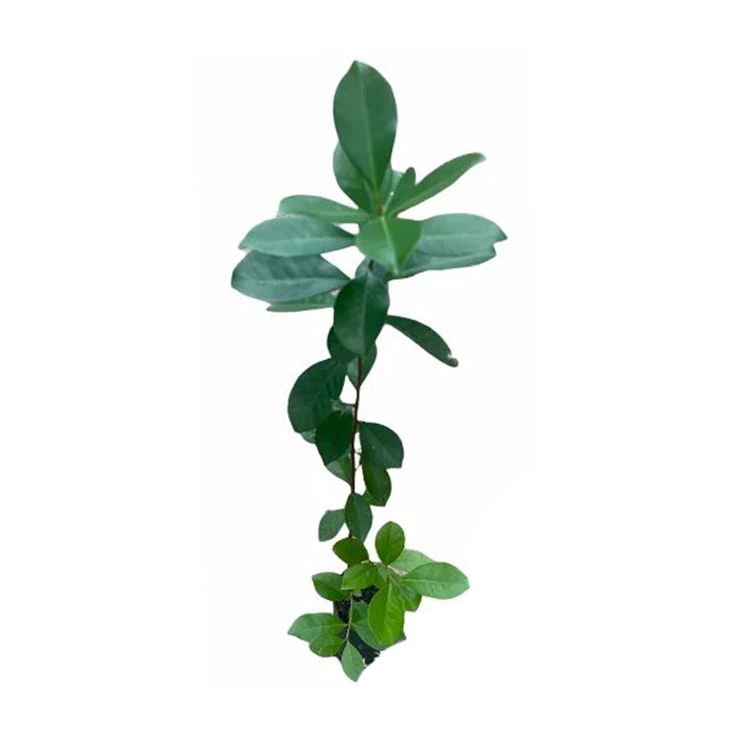 Lakpura rød kinesisk guava frugtplante