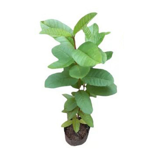 Lakpura Red Apple Guava Plant