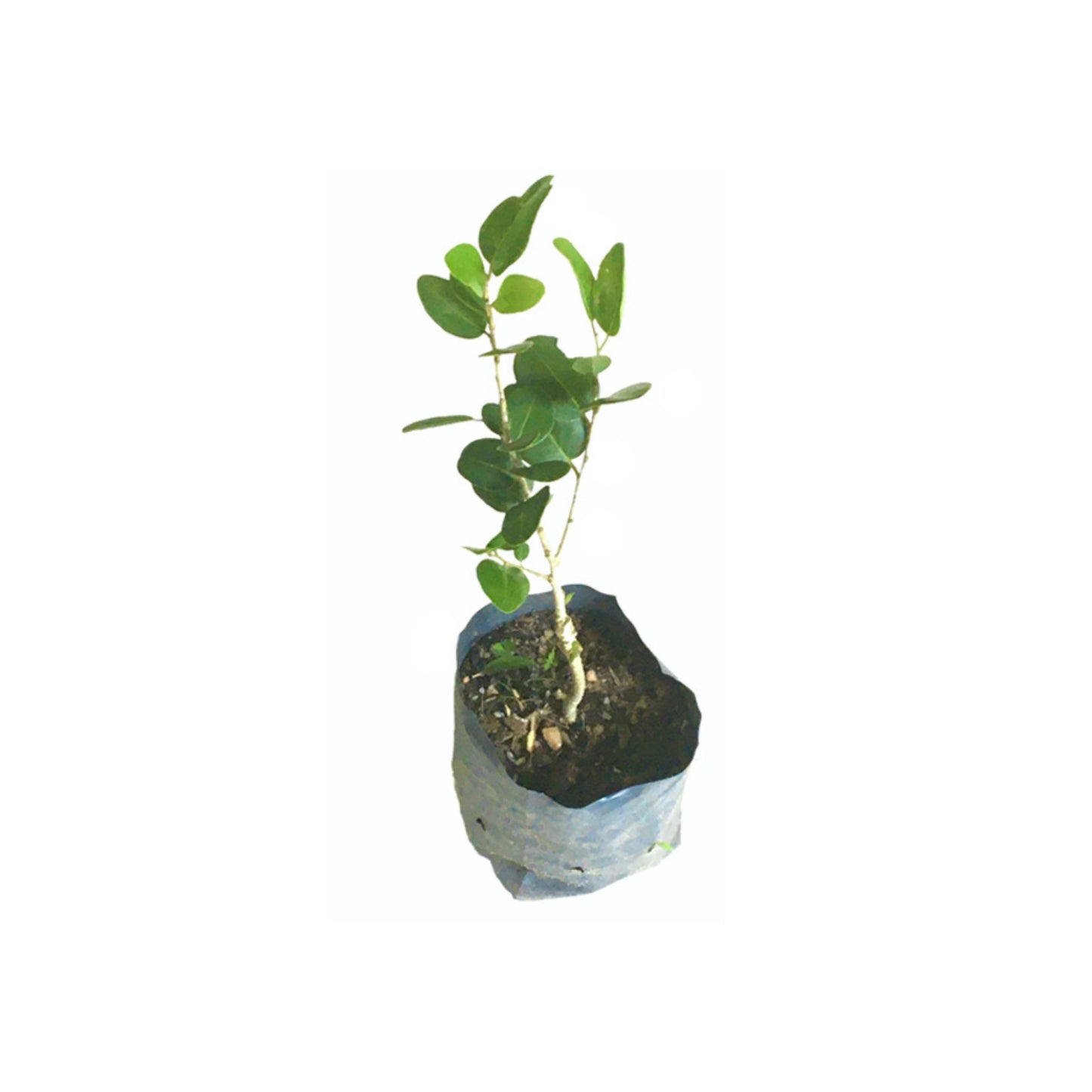 Lakpura® Weera Plant