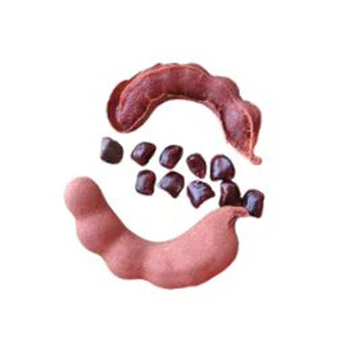 Lakpura sød tamarind frugtplante