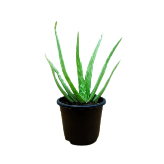 Lakpura Aloe vera (Komarika) Plante