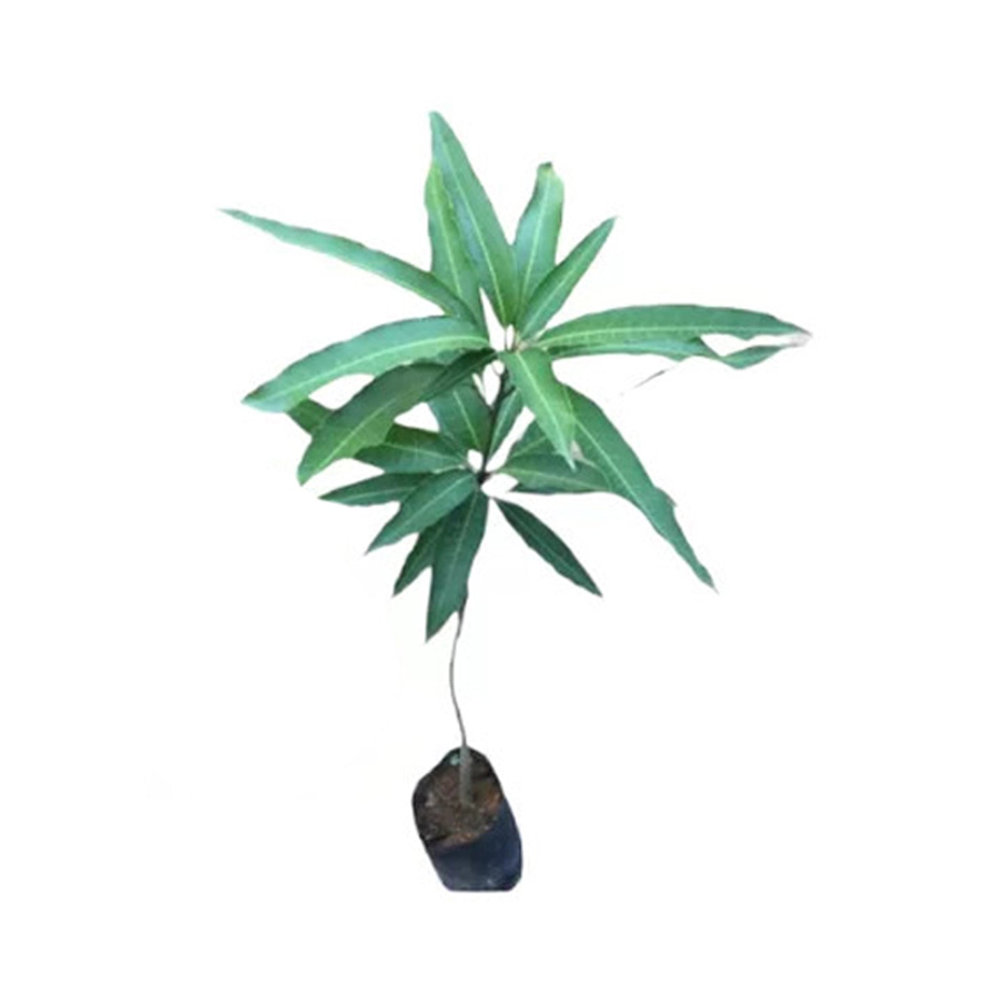 Vilad Mango () Frugtplante