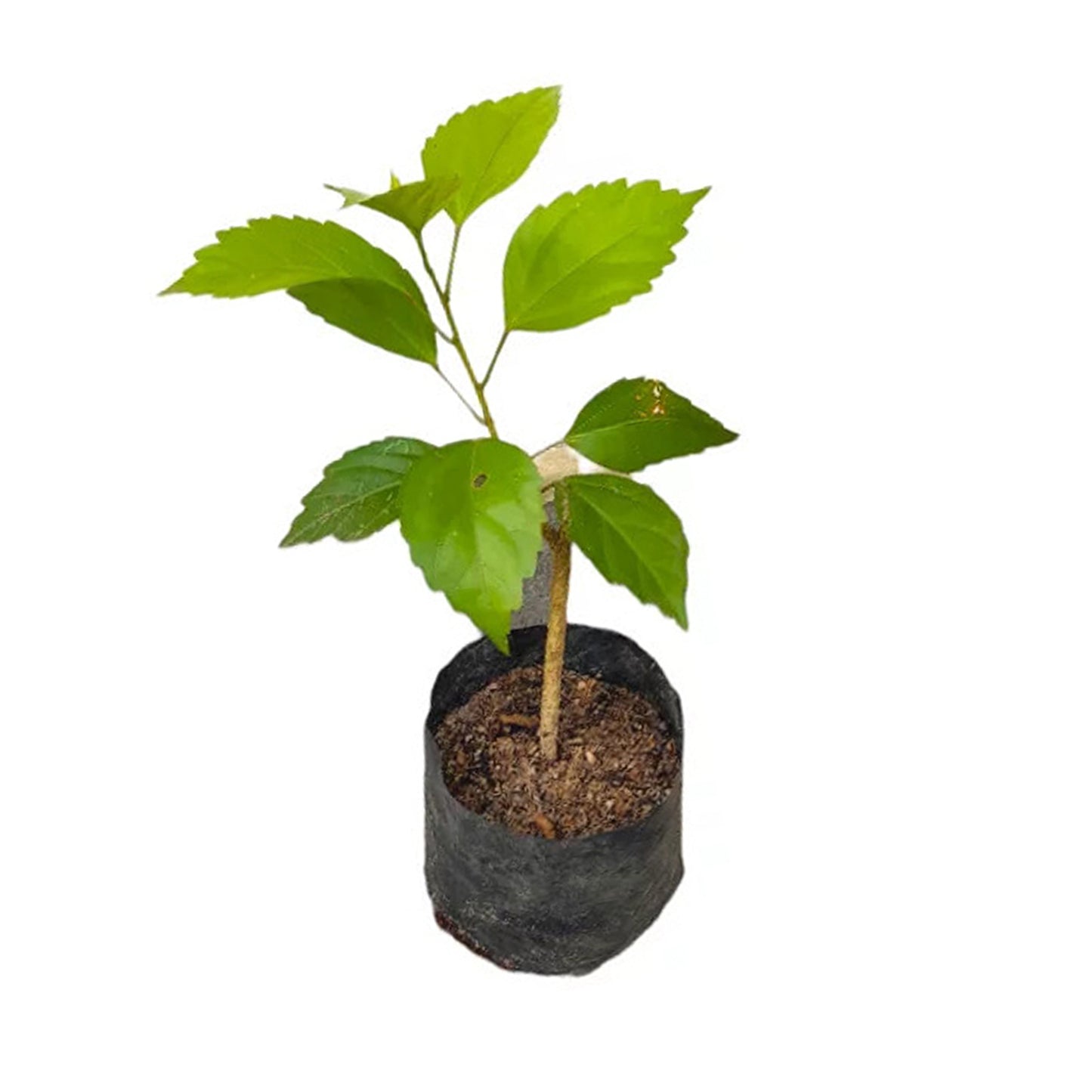 Dobbeltkronbladet Hibiscus (rød) eksotisk plante