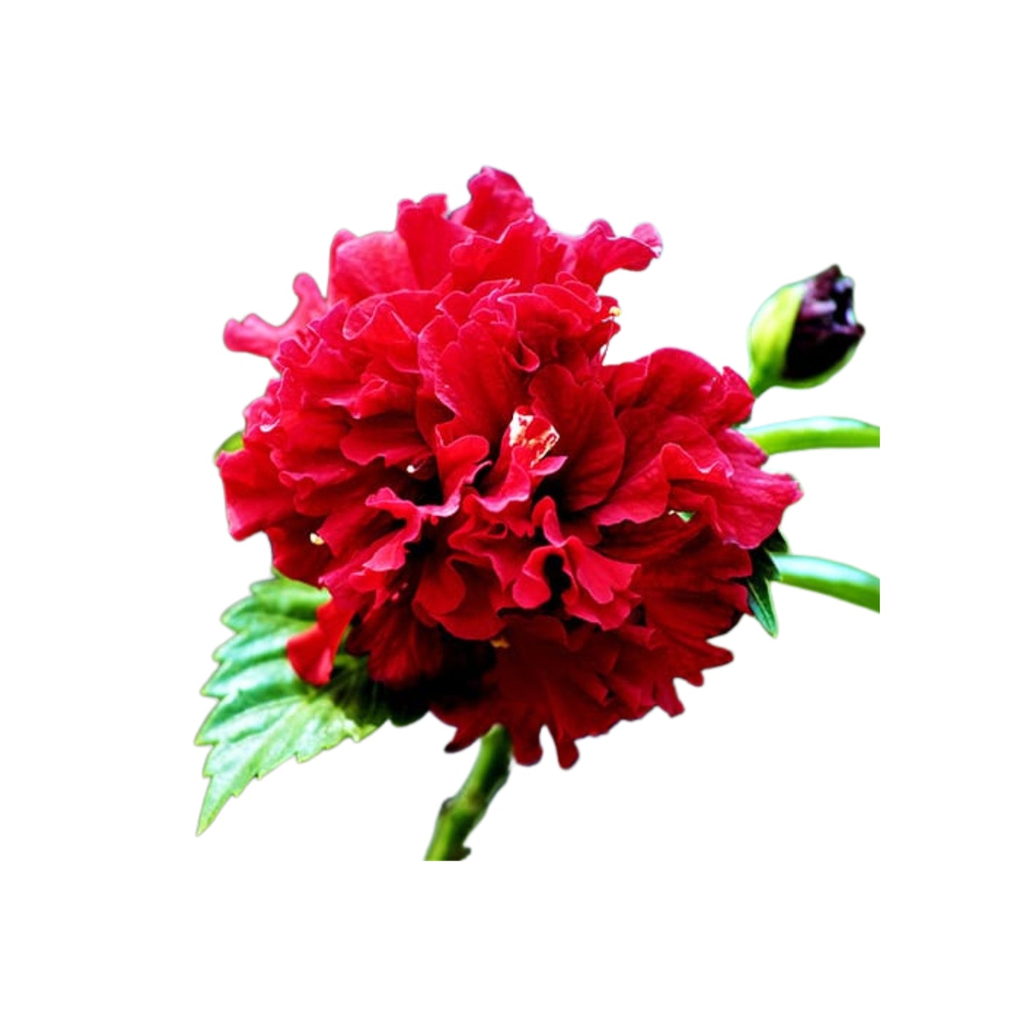 Dobbeltkronbladet Hibiscus (rød) eksotisk plante