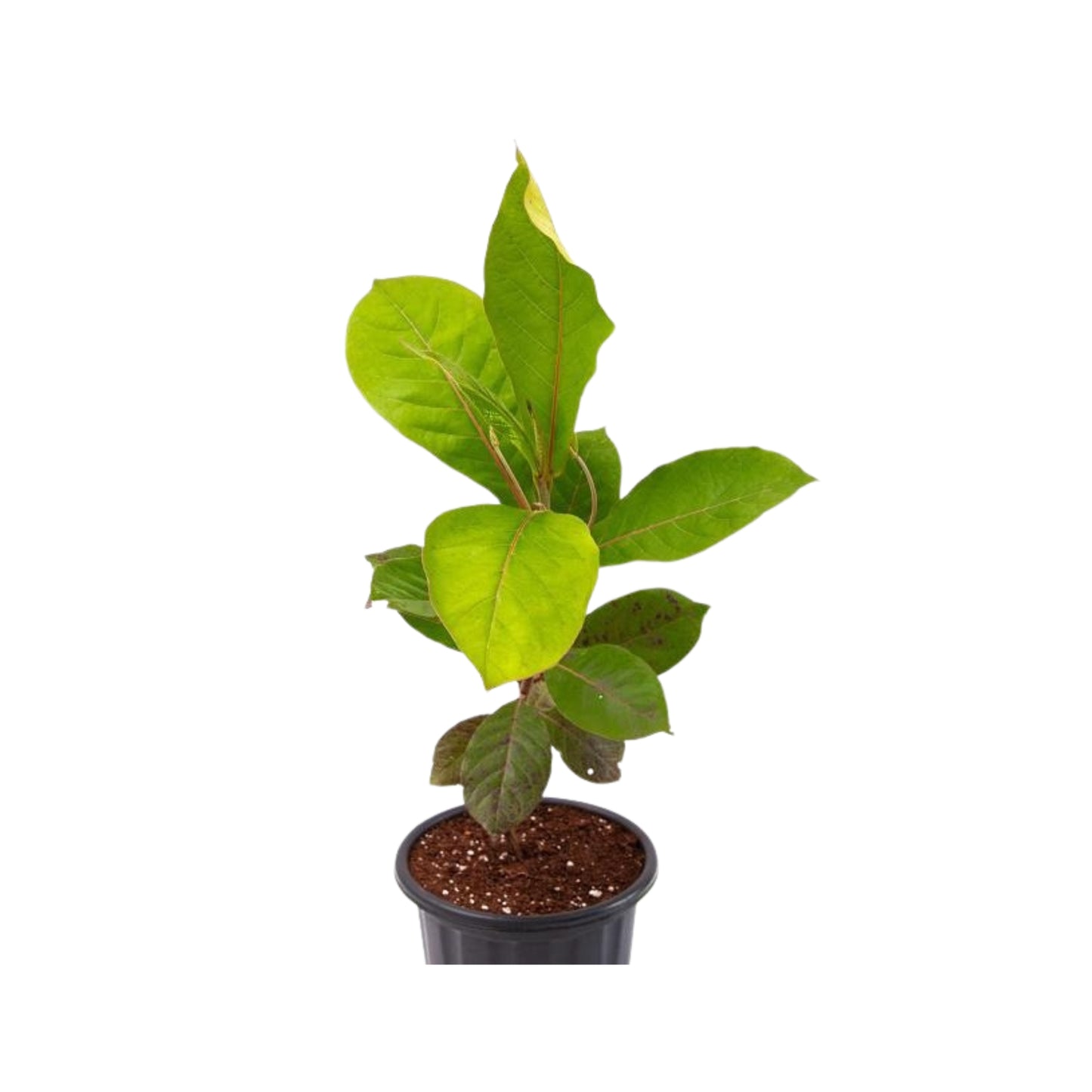 Lakpura® Kottamba Plante