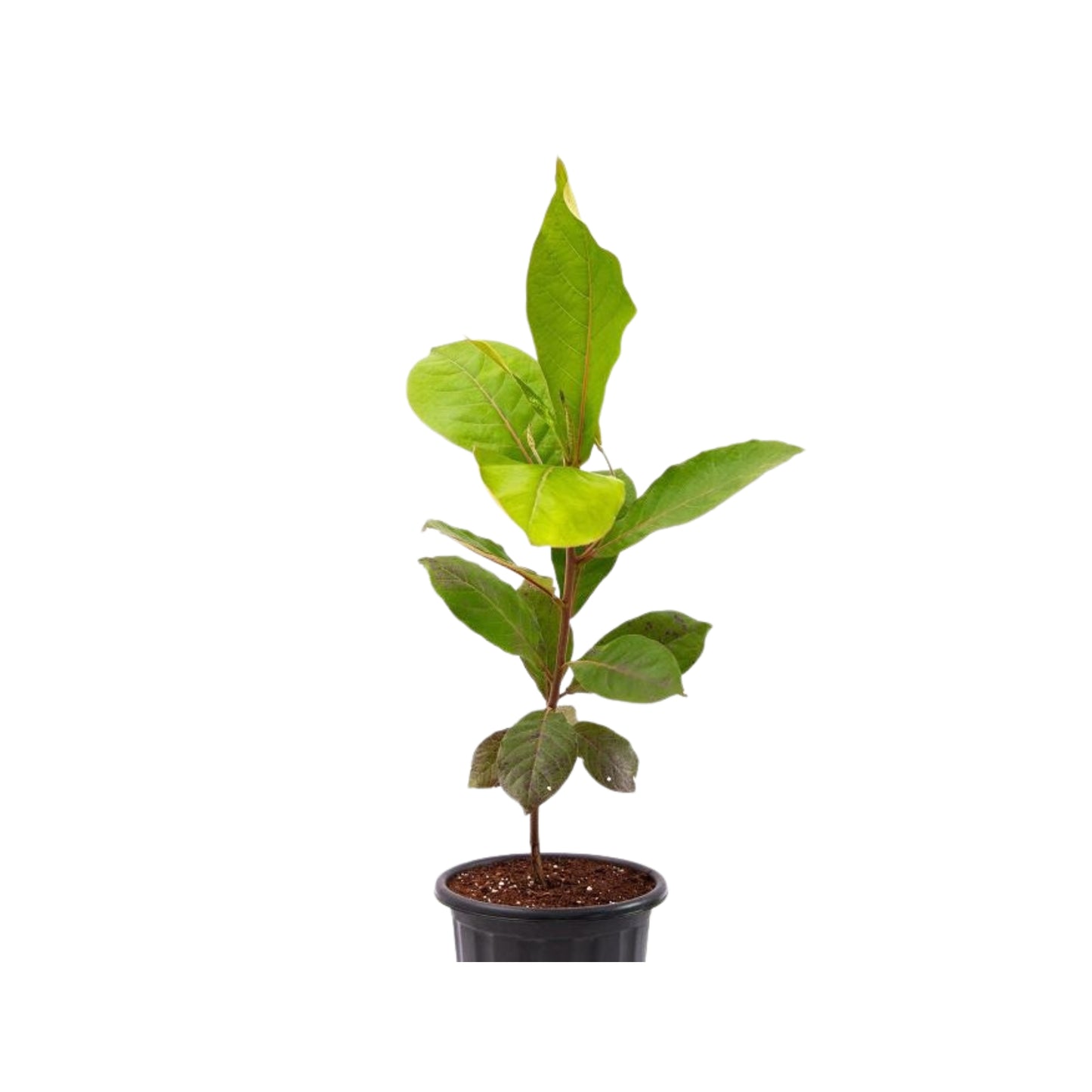 Lakpura® Kottamba Plante