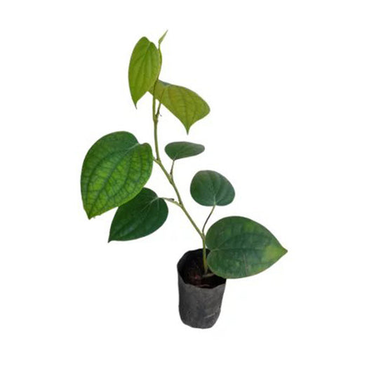 Lakpura® Vinepeber (Wel Gammiris) Planter