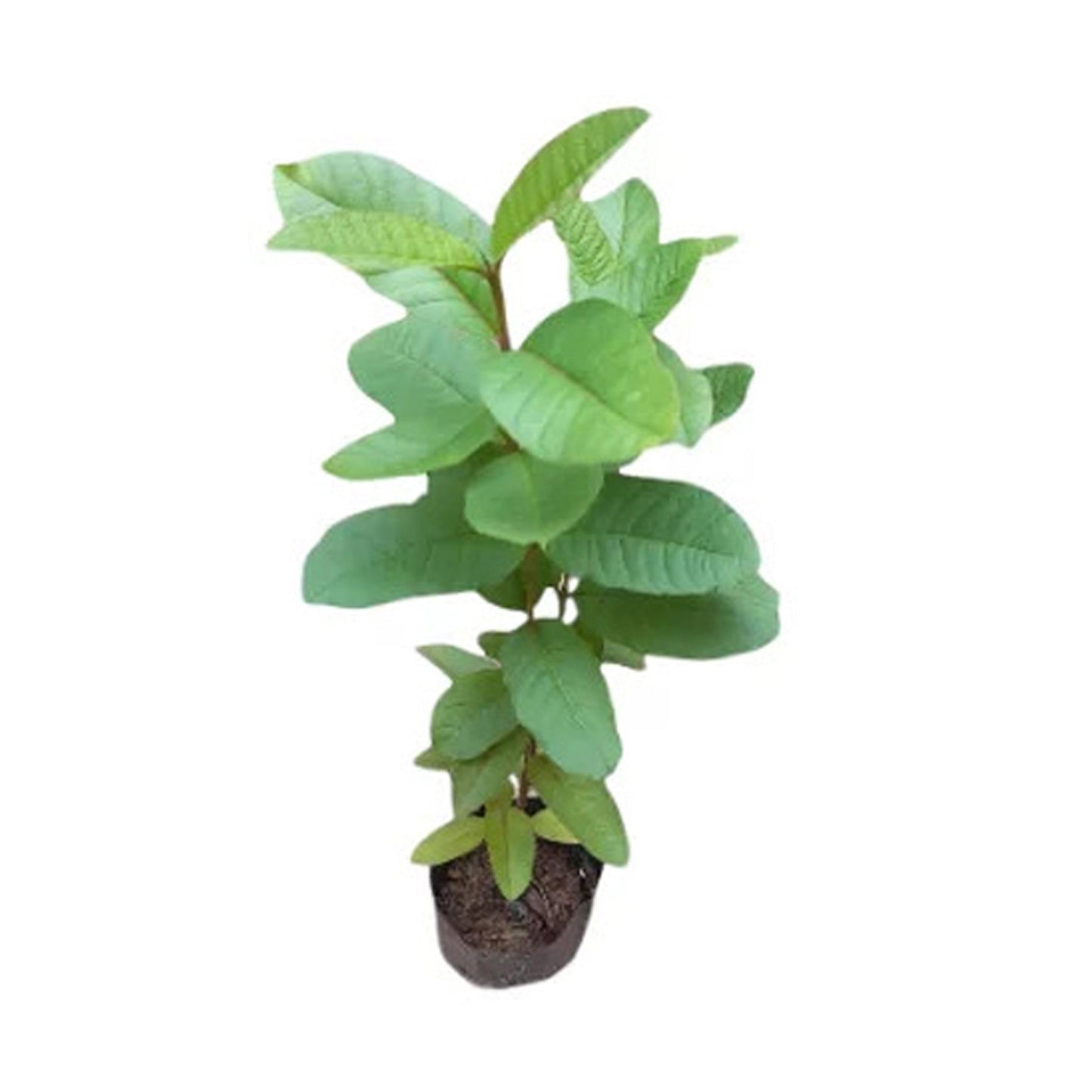 Lakpura hvid æble Guava frugtplante