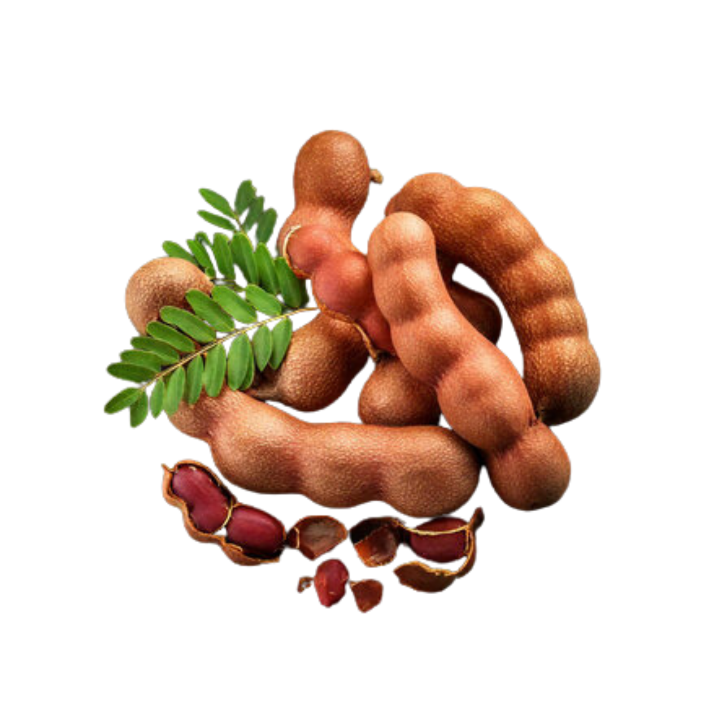 Lakpura rød tamarind frugtplante
