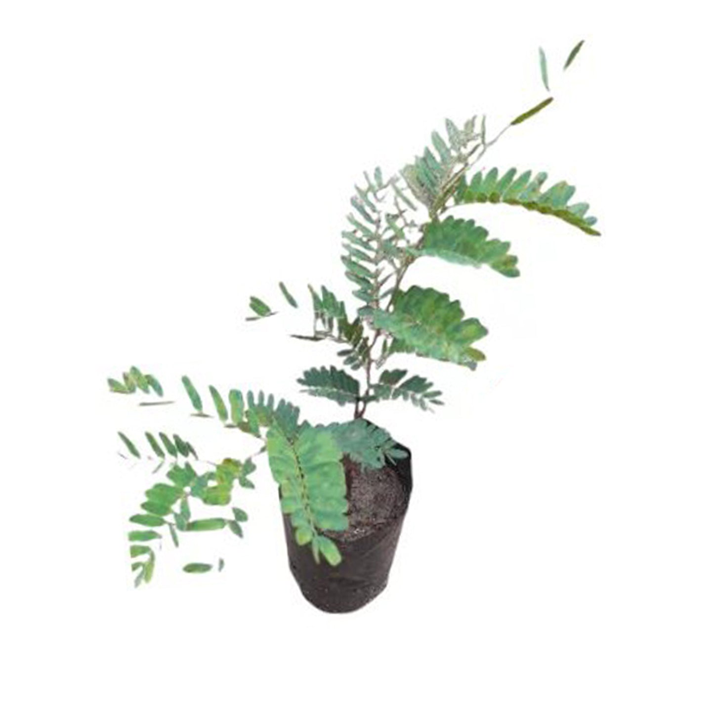 Lakpura rød tamarind frugtplante