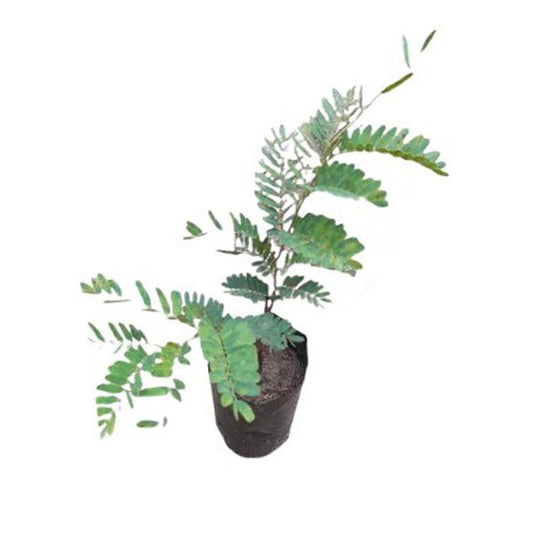 Lakpura rød tamarind frugtplante