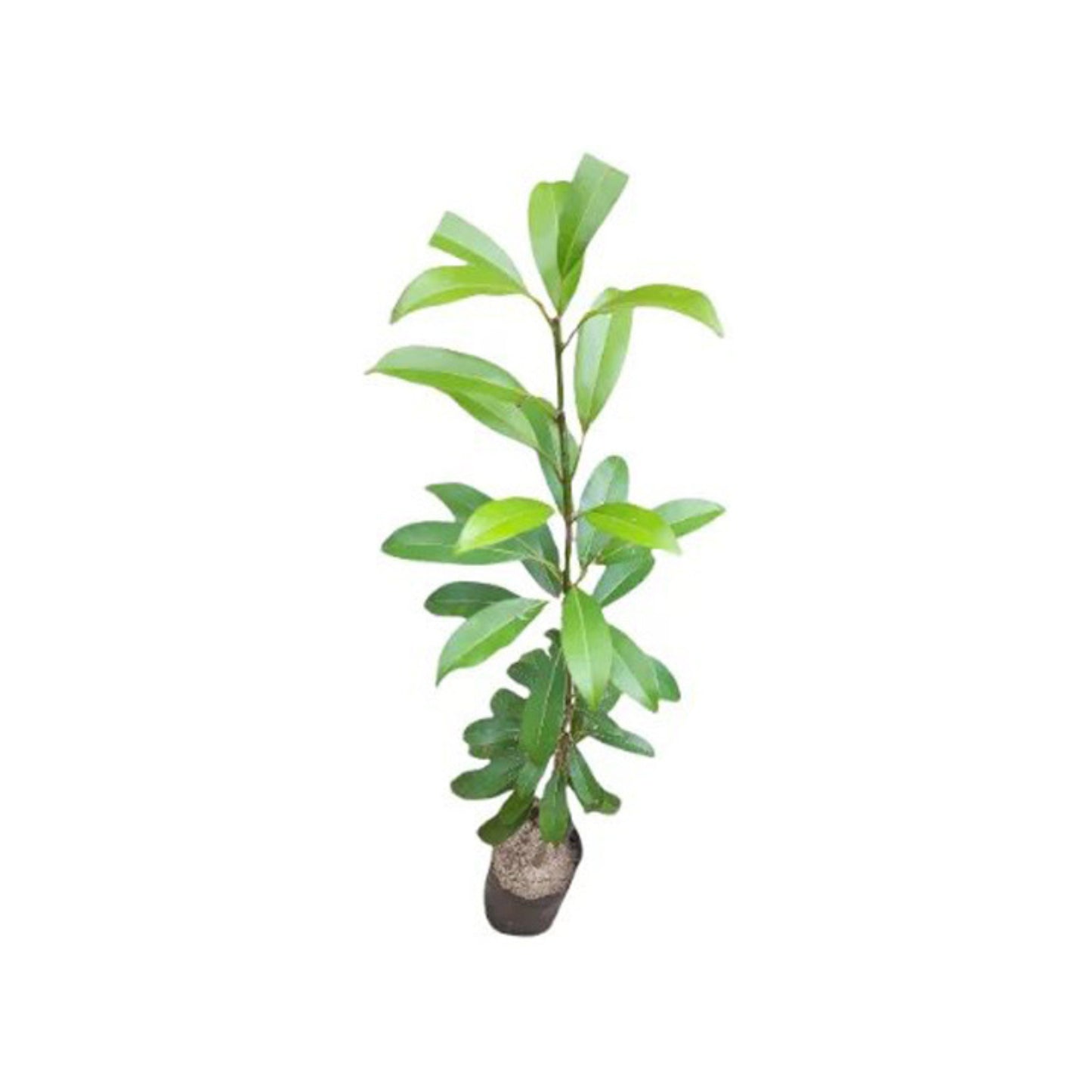 Lakpura® Sapadilla Grafted Plant