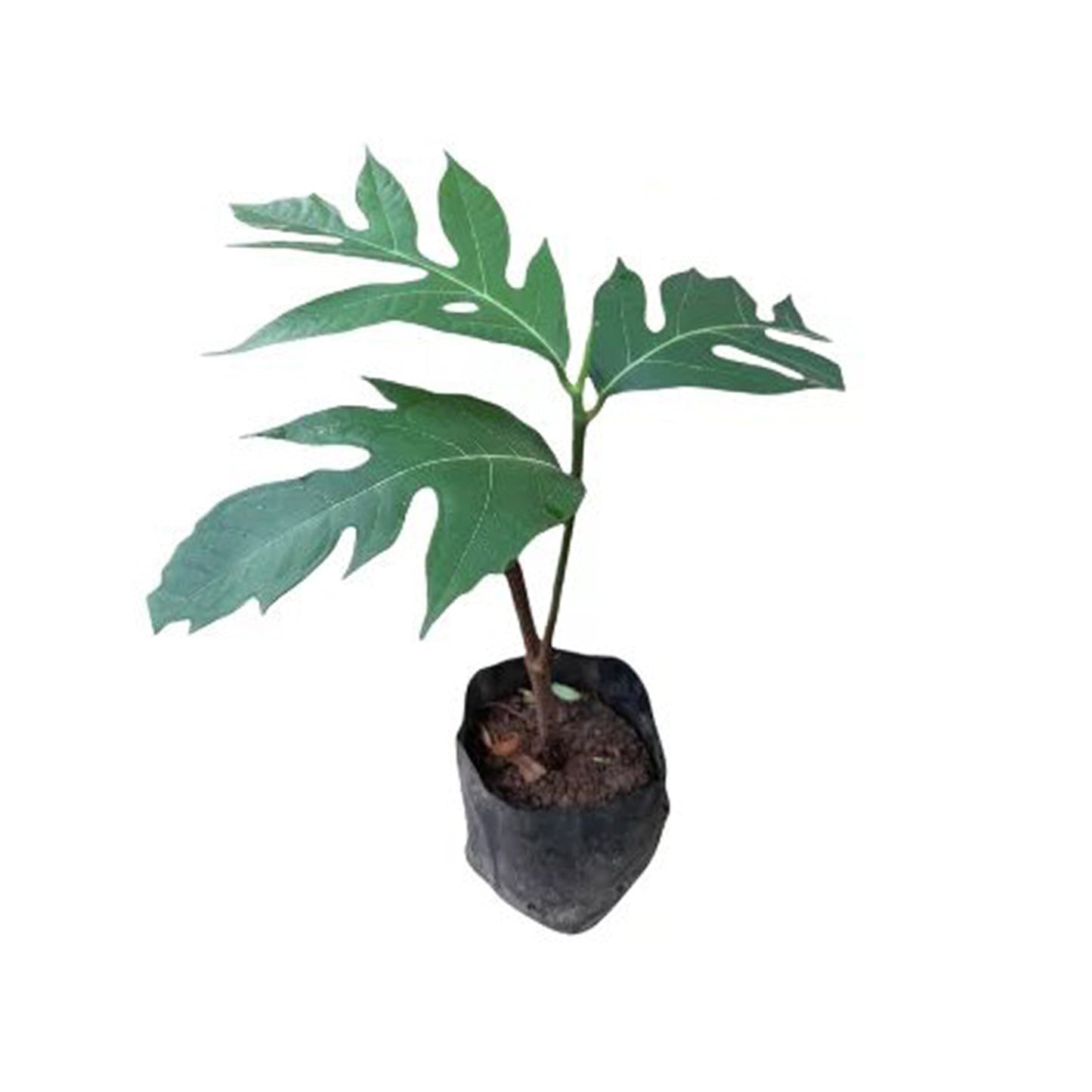 Lakpura® brødfrugtplante