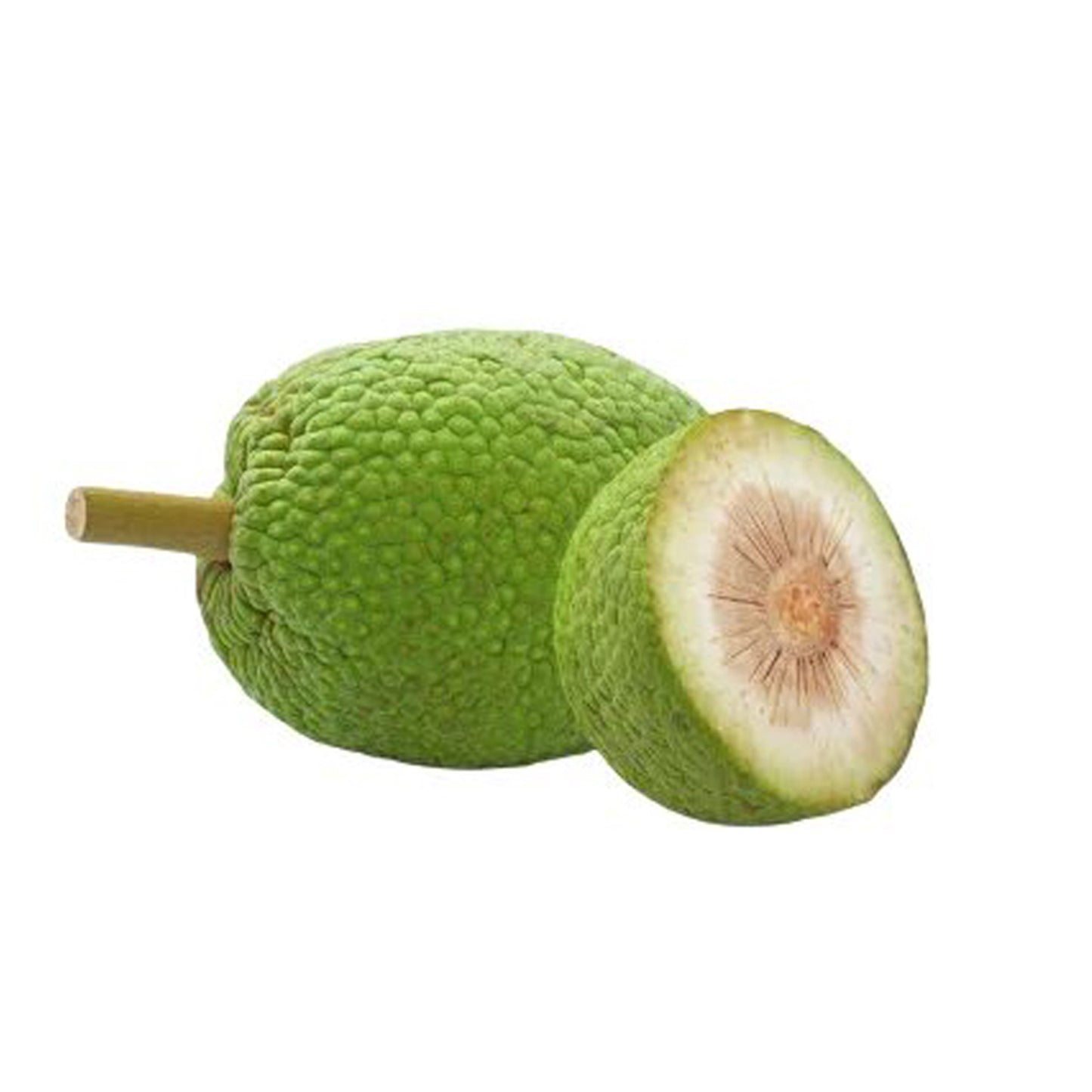 Lakpura® brødfrugtplante